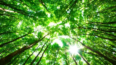 Trees