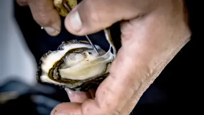 Close-up of an oyster, which is opened with an oyster knife