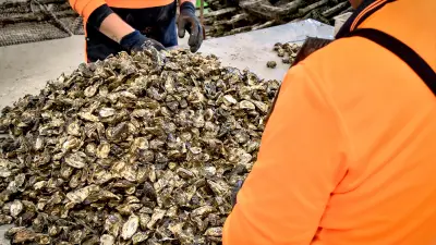 Two workers sorting through a huge pile of oysters