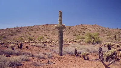 A large cactus in the middle of a desert landscape.