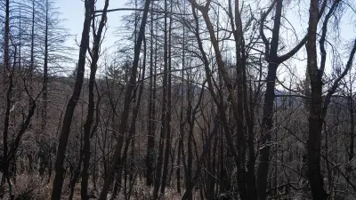 Blackened bare trunks after a forest fire.