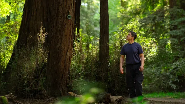 Der Feuerwehrmann Ricky Staley läuft im T-Shirt durch den Wald. Er blickt auf ein kleines grünes Gerät, ein Sensor zur Brandgaserkennung, das an einem alten Baum befestigt ist.
