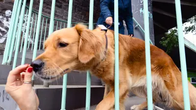 Frida sticks her head through a few bars and picks up a dog treat from her animal trainer.