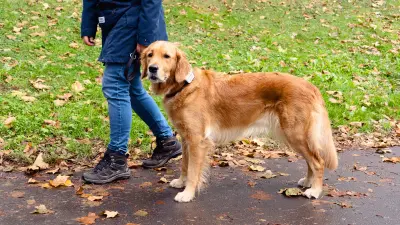 Frida is out on the street with her animal trainer. They are ready to go for a walk.