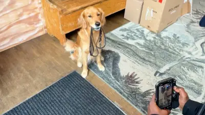 The cameraman takes a picture of Frida, who is obediently carrying her leash in her mouth.