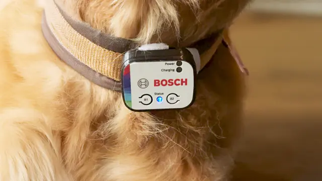 Close-up of Frida the dog. A Bosch sensor is attached to her collar to record her steps.