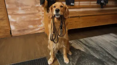 A sitting dog