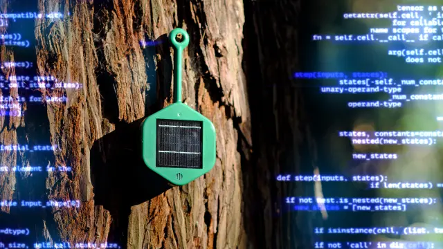 A small green sensor device hangs from a tree, waiting to detect possible gases and sound an alarm. A Keras code around the sensor is meant to illustrate the artificial intelligence of this technology.