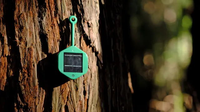 Dryad’s Silvanet forest fire detection system, a green honeycomb-shaped device, hangs from a tree.