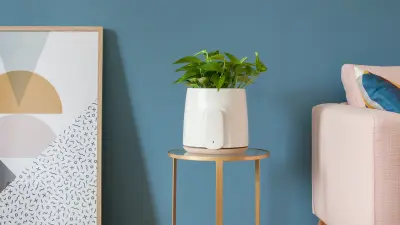Ein Clairy-Blumentopf steht auf einem kleinen Tisch vor einer blauen Wand.