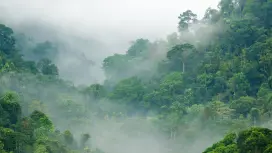 Rain forrest